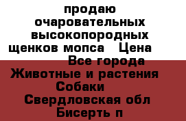 продаю очаровательных высокопородных щенков мопса › Цена ­ 20 000 - Все города Животные и растения » Собаки   . Свердловская обл.,Бисерть п.